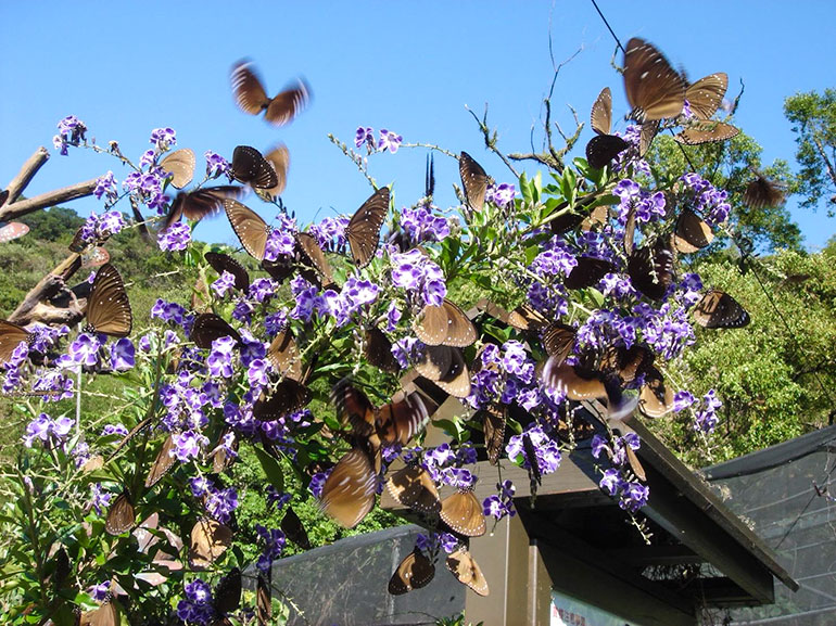 台灣紫斑蝶是知名的物種遷移案例